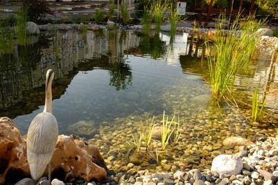 Der Fischteich im Seniorenpark Bischofsheim